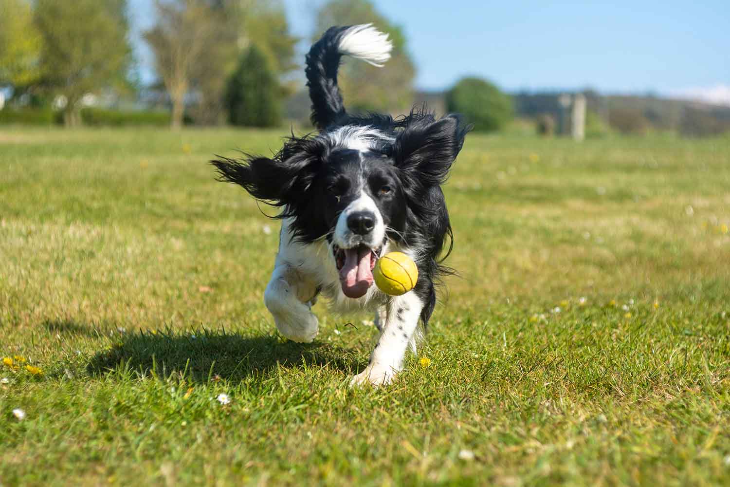 Spaniel som jagar boll