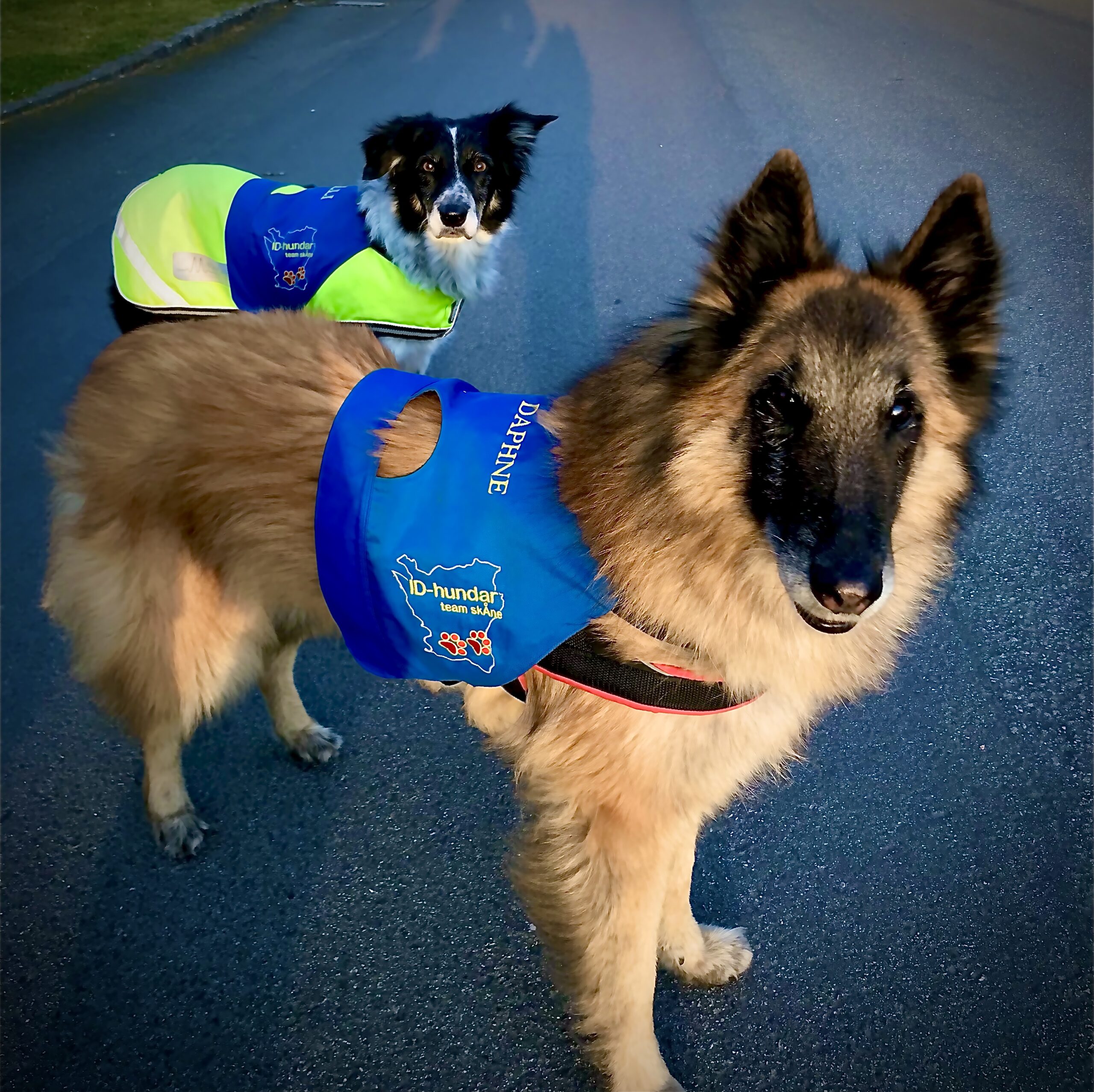När hunden försvinner – rätt beslut gör skillnad