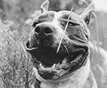 happy dog