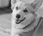 Corgi dog