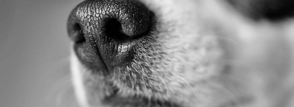 jack russel nose