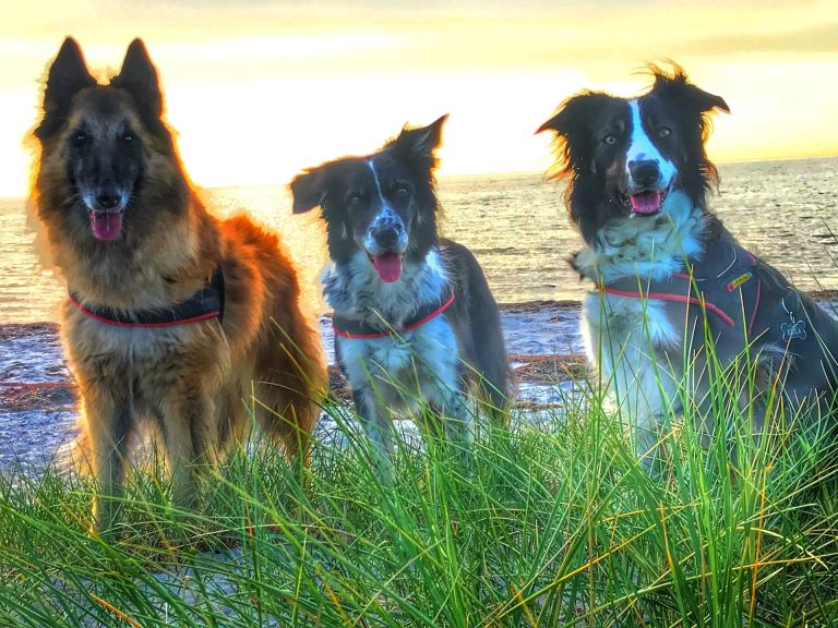 Tre hundar på stranden