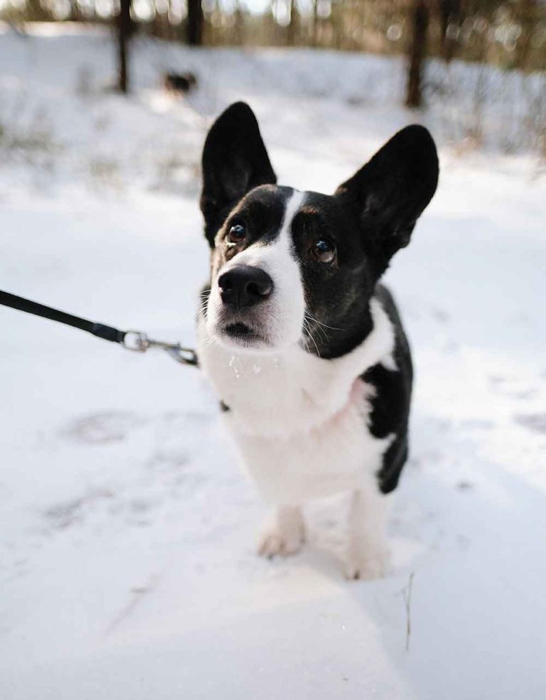 Svartvit hund i snön.
