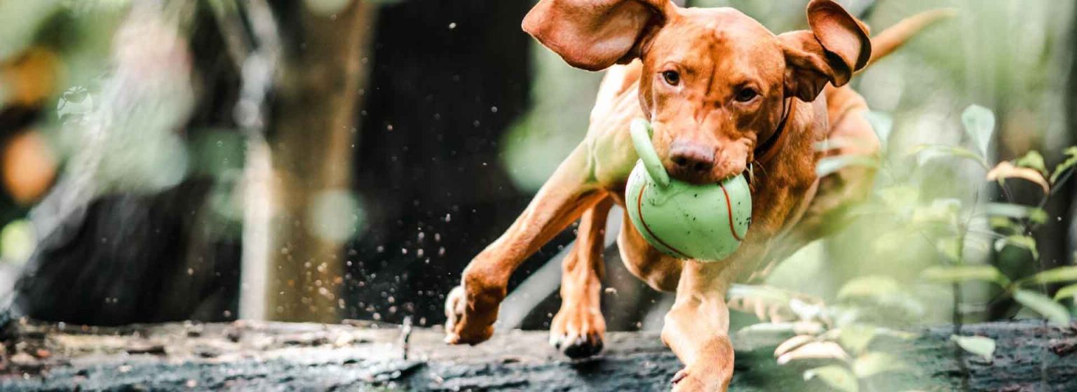 Hund med boll i munnen - Kursutbud ID-hund