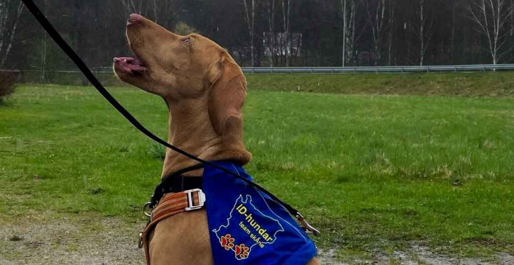 ID-hundteam: Li och Molly