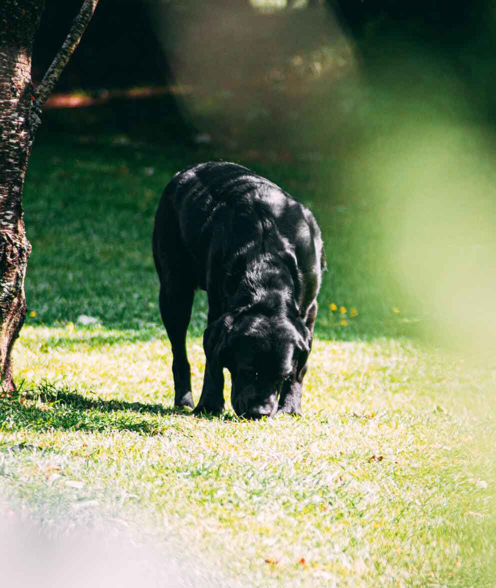 Svart labrador, luktar på marken