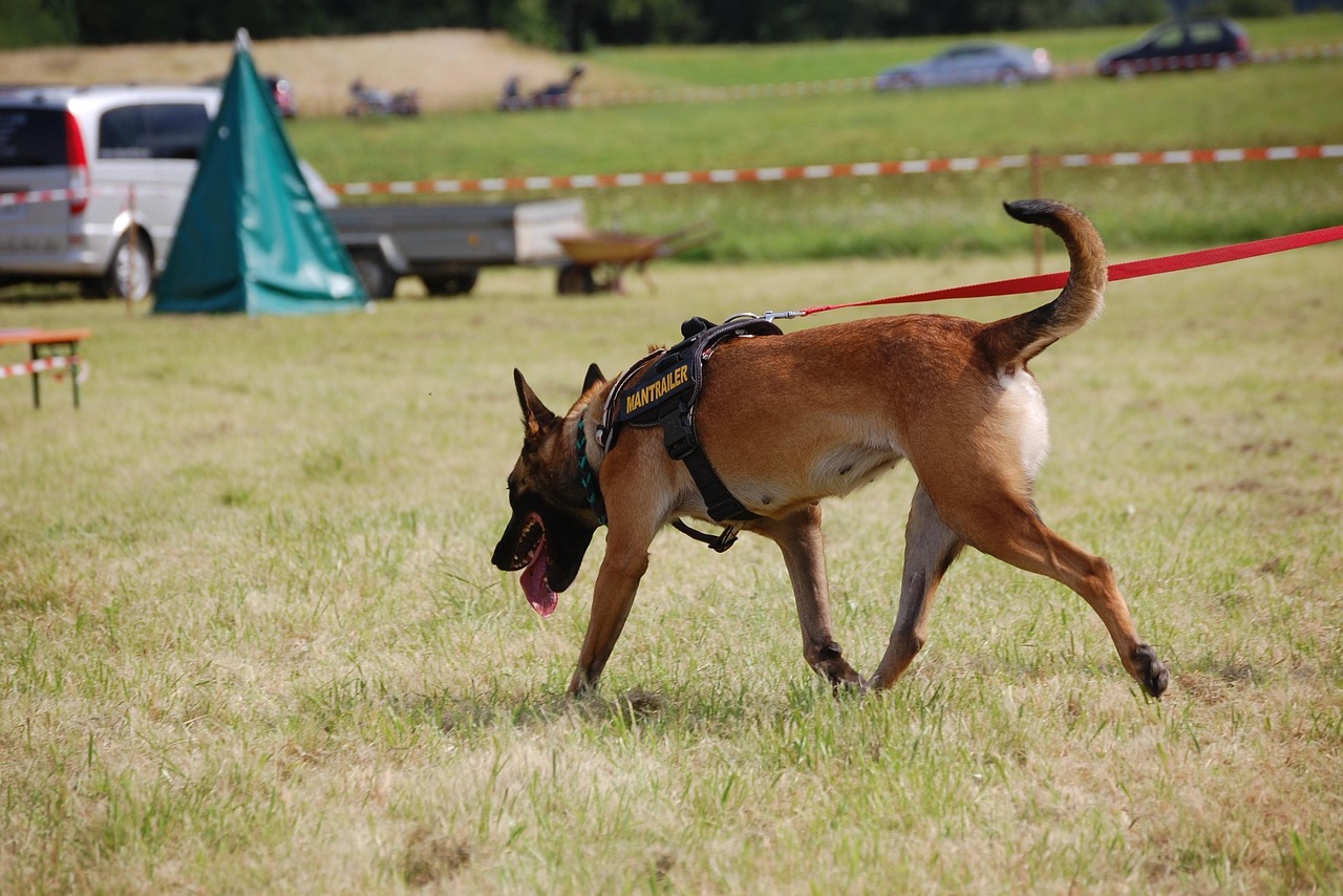 Perros ID dog